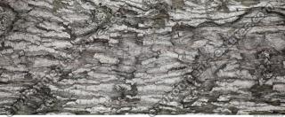 Tree Bark 0002